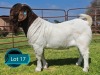 1 X BOER GOAT STUD BUCK Lukas Burger