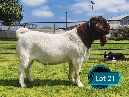 1 X BOER GOAT STUD BUCK Lukas Burger