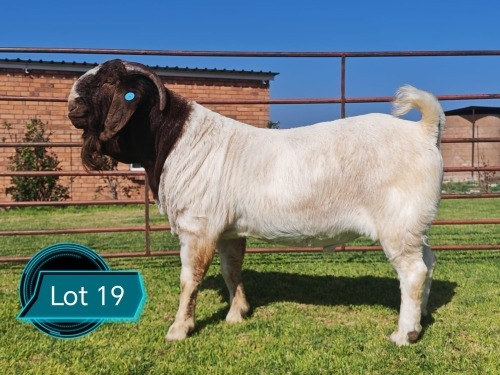 1 X BOER GOAT STUD BUCK Lukas Burger
