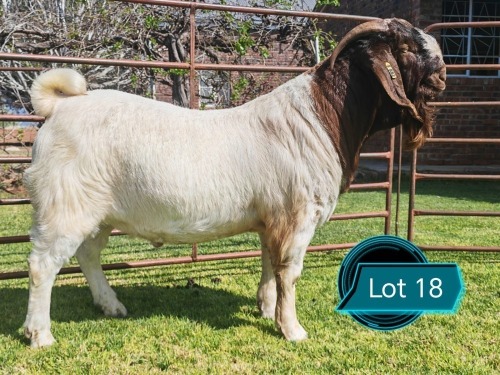 1 X BOER GOAT STUD BUCK Lukas Burger