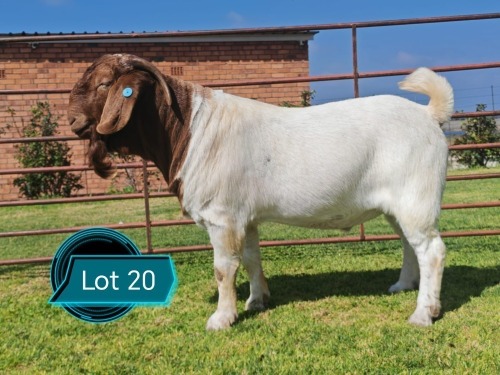 1 X BOER GOAT STUD BUCK Lukas Burger