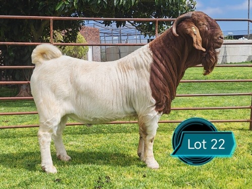 1 X BOER GOAT STUD BUCK Lukas Burger