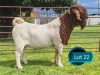1 X BOER GOAT STUD BUCK Lukas Burger
