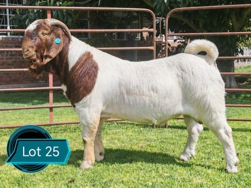 1 X BOER GOAT STUD BUCK Lukas Burger