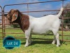 1 X BOER GOAT STUD BUCK Lukas Burger