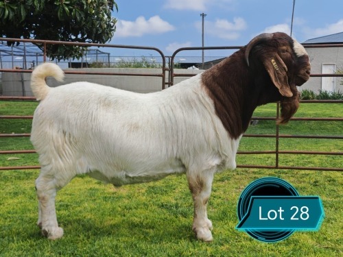 1 X BOER GOAT FLOCK ON TEAT BUCK Lukas Burger
