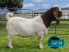 1 X BOER GOAT FLOCK ON TEAT BUCK Lukas Burger