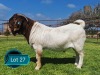 1 X BOER GOAT STUD BUCK Lukas Burger