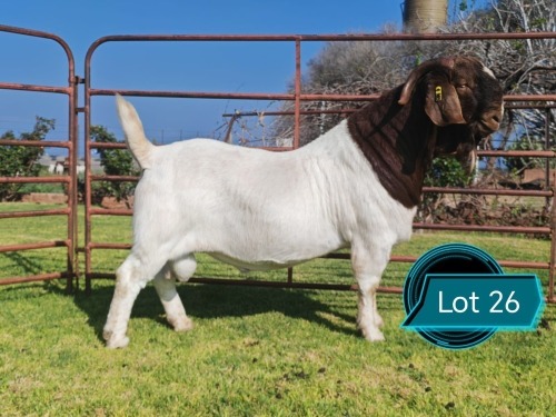 1 X BOER GOAT STUD BUCK Lukas Burger
