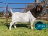1 X BOER GOAT STUD BUCK Lukas Burger