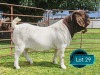 1 X BOER GOAT STUD BUCK Lukas Burger