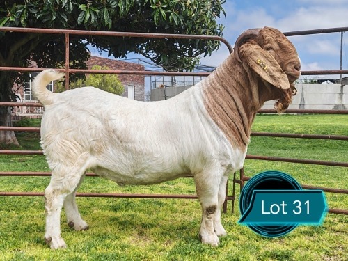 1 X BOER GOAT FLOCK ON TEAT BUCK Lukas Burger