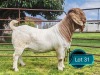 1 X BOER GOAT FLOCK ON TEAT BUCK Lukas Burger