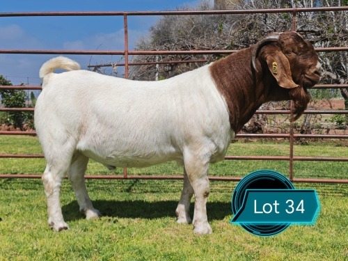 1 X BOER GOAT FLOCK ON TEAT BUCK Lukas Burger
