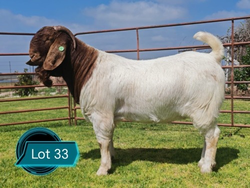 1 X BOER GOAT FLOCK ON TEAT BUCK Lukas Burger