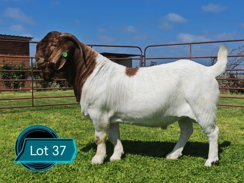 1 X BOER GOAT FLOCK ON COLOUR AND TEAT BUCK Lukas Burger
