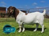 1 X BOER GOAT FLOCK ON COLOUR AND TEAT BUCK Lukas Burger