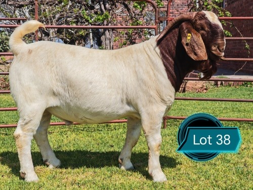 1 X BOER GOAT FLOCK ON TEAT BUCK Lukas Burger