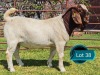 1 X BOER GOAT FLOCK ON TEAT BUCK Lukas Burger