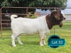 1 X BOER GOAT STUD BUCK Lukas Burger