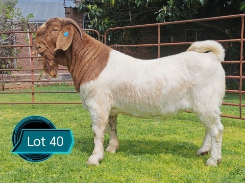 1 X BOER GOAT STUD BUCK Lukas Burger