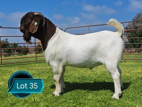 1 X BOER GOAT FLOCK ON TEAT BUCK Lukas Burger