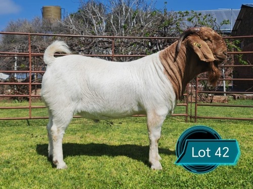 1 X BOER GOAT STUD BUCK Lukas Burger