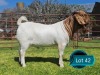 1 X BOER GOAT STUD BUCK Lukas Burger