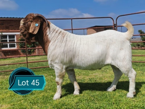 1 X BOER GOAT STUD BUCK Lukas Burger