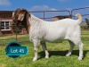 1 X BOER GOAT STUD BUCK Lukas Burger
