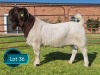 1 X BOER GOAT FLOCK ON COLOUR BUCK Lukas Burger