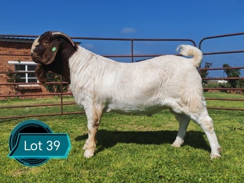 1 X BOER GOAT FLOCK ON TEAT BUCK Lukas Burger
