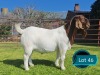 1 X BOER GOAT STUD BUCK Lukas Burger