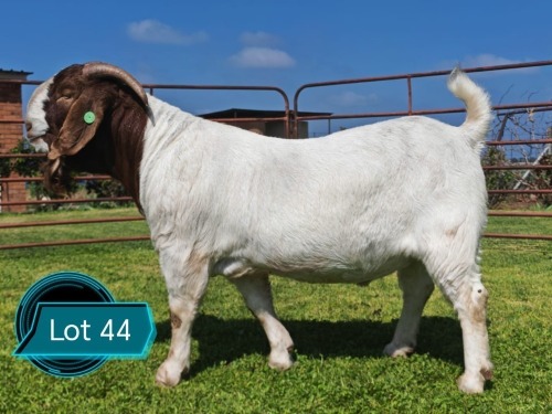 1 X BOER GOAT FLOCK ON TEAT BUCK Lukas Burger