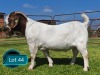 1 X BOER GOAT FLOCK ON TEAT BUCK Lukas Burger