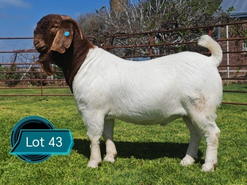 1 X BOER GOAT STUD BUCK Lukas Burger