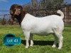 1 X BOER GOAT STUD BUCK Lukas Burger