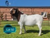 1 X BOER GOAT STUD BUCK Lukas Burger