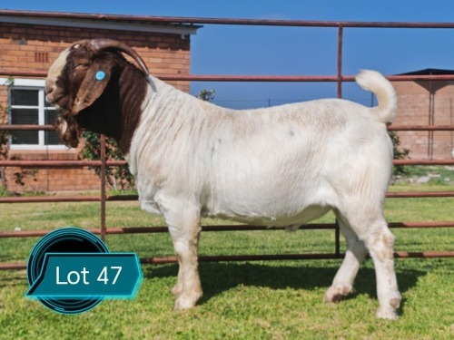 1 X BOER GOAT STUD BUCK Lukas Burger