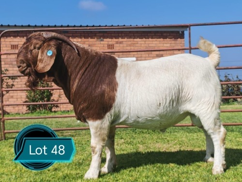 1 X BOER GOAT STUD BUCK Lukas Burger