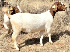 1 X BOERBOK OOI/EWE G.E.H BOERBOKSTOET - KUDDE SPEEN