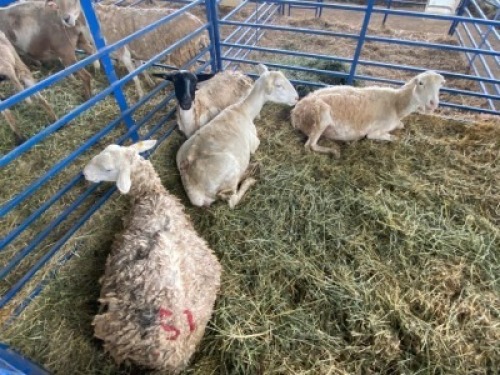 LOT 51 4X OOI/EWE SKAAP Gou - Gou, Jaco Naude - 083 631 5562 (Per stuk om lot te neem/Per Piece to take the lot)