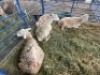 LOT 51 4X OOI/EWE SKAAP Gou - Gou, Jaco Naude - 083 631 5562 (Per stuk om lot te neem/Per Piece to take the lot)