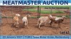 LOT 61 4X MEATMASTER OOI/EWE DAY TO DAY MEATMASTERS