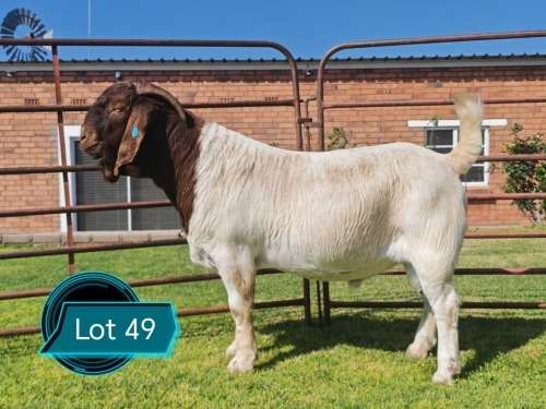 1 X BOER GOAT STUD BUCK Lukas Burger