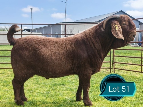 1 X KALAHARI RED STUD BUCK Lukas Burger