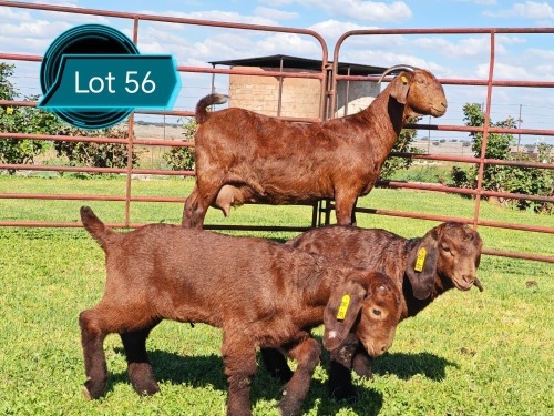 1 X KALAHARI RED STUD DOE Lukas Burger