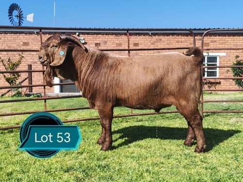 1 X KALAHARI RED STUD BUCK Lukas Burger