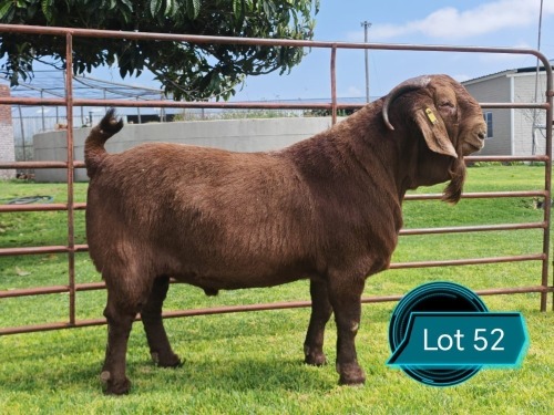 1 X KALAHARI RED STUD BUCK Lukas Burger