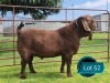 1 X KALAHARI RED STUD BUCK Lukas Burger